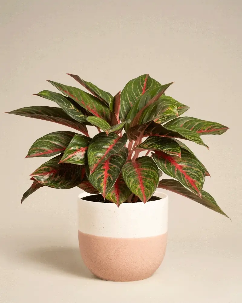 Aglaonema Red Emerald - Image 7