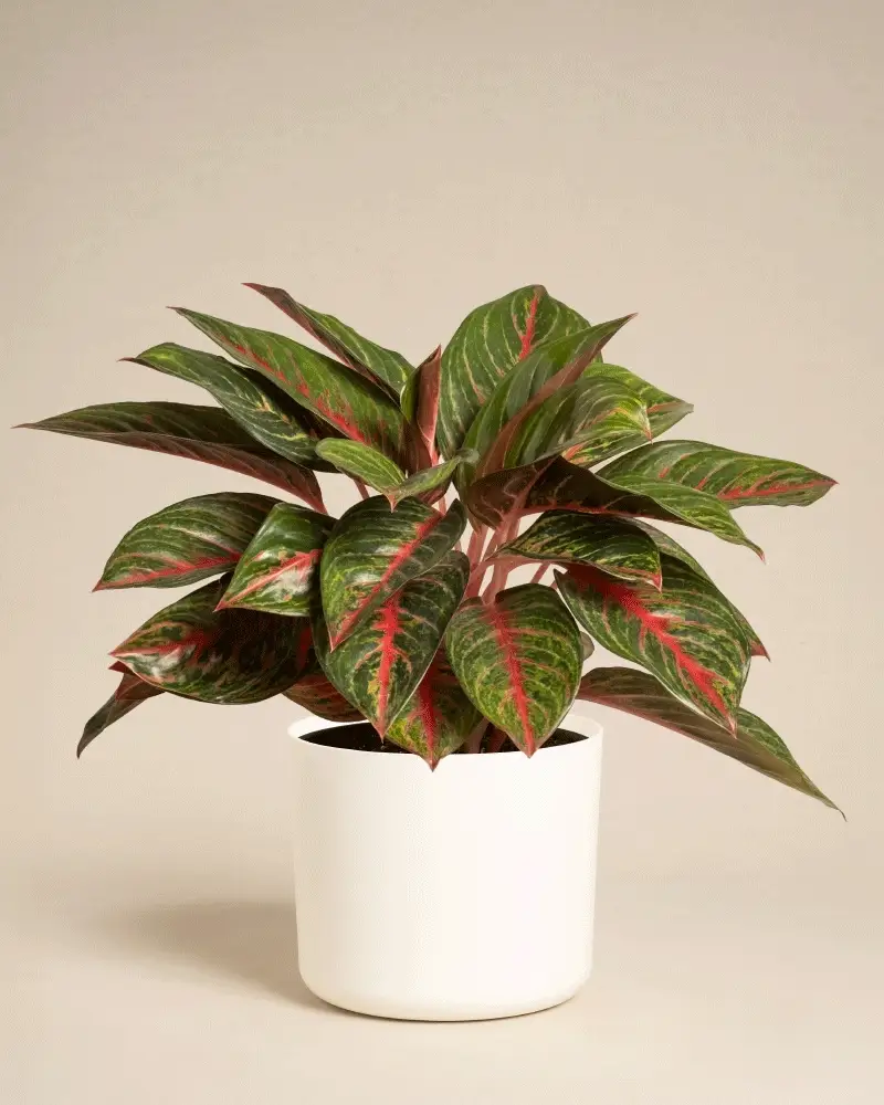 Aglaonema Red Emerald - Image 9