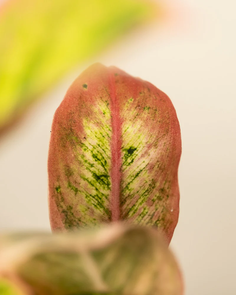 Aglaonema Salmon Fantasy - Image 10