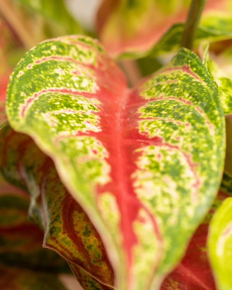 Aglaonema Siam Violet - Image 11