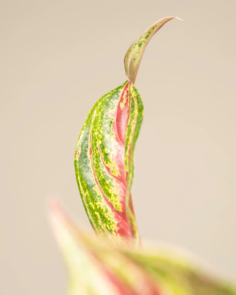 Aglaonema Siam Violet - Image 13