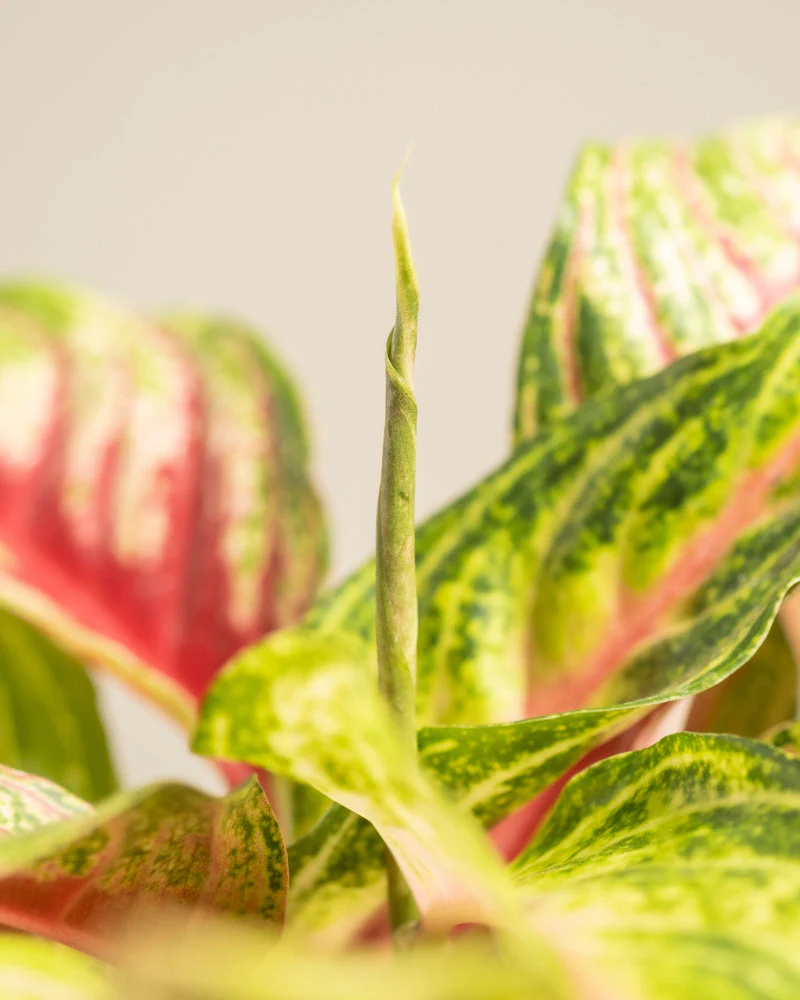 Aglaonema Siam Violet - Image 15