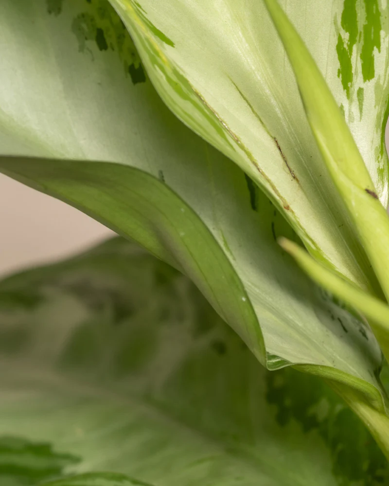 Aglaonema Silver Bay - Image 10