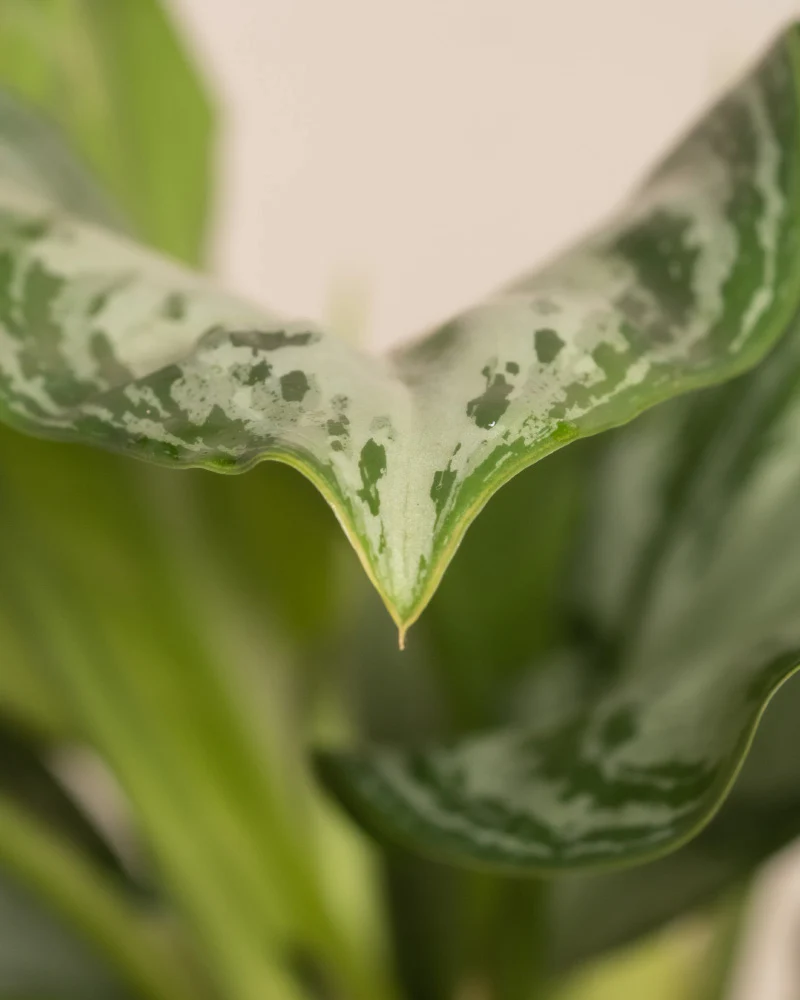 Aglaonema Silver Bay - Image 11