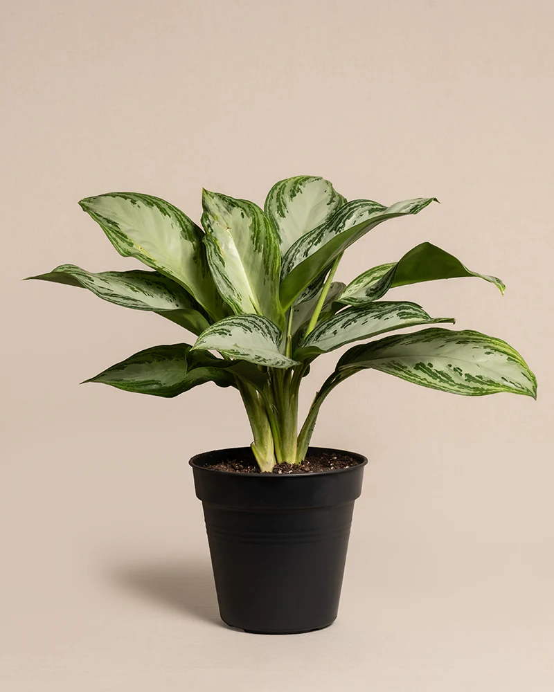 Aglaonema Silver Bay - Image 3