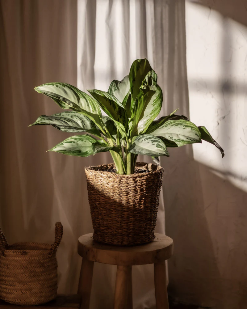 Aglaonema Silver Bay - Image 4