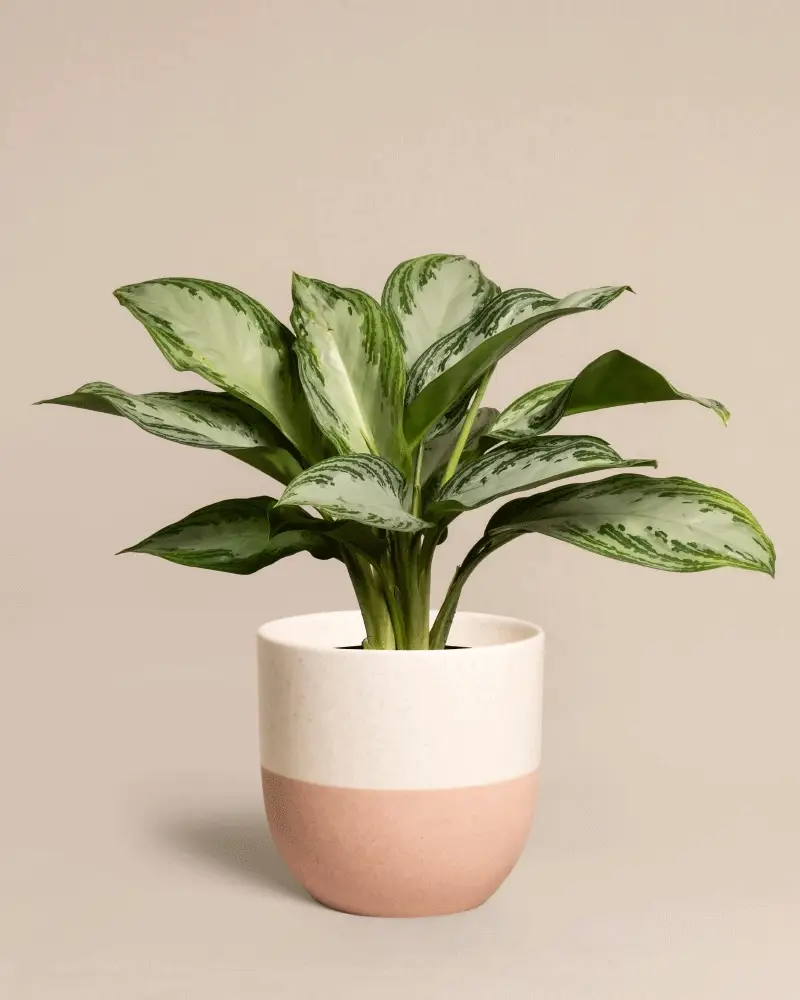 Aglaonema Silver Bay - Image 5