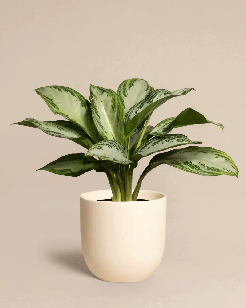 Aglaonema Silver Bay - Image 6