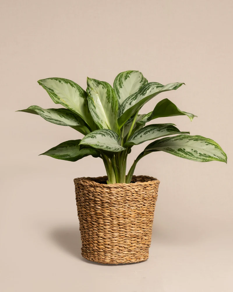Aglaonema Silver Bay - Image 7