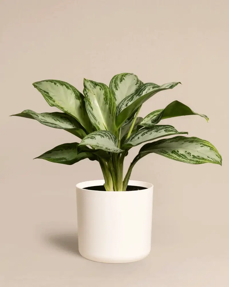 Aglaonema Silver Bay - Image 8