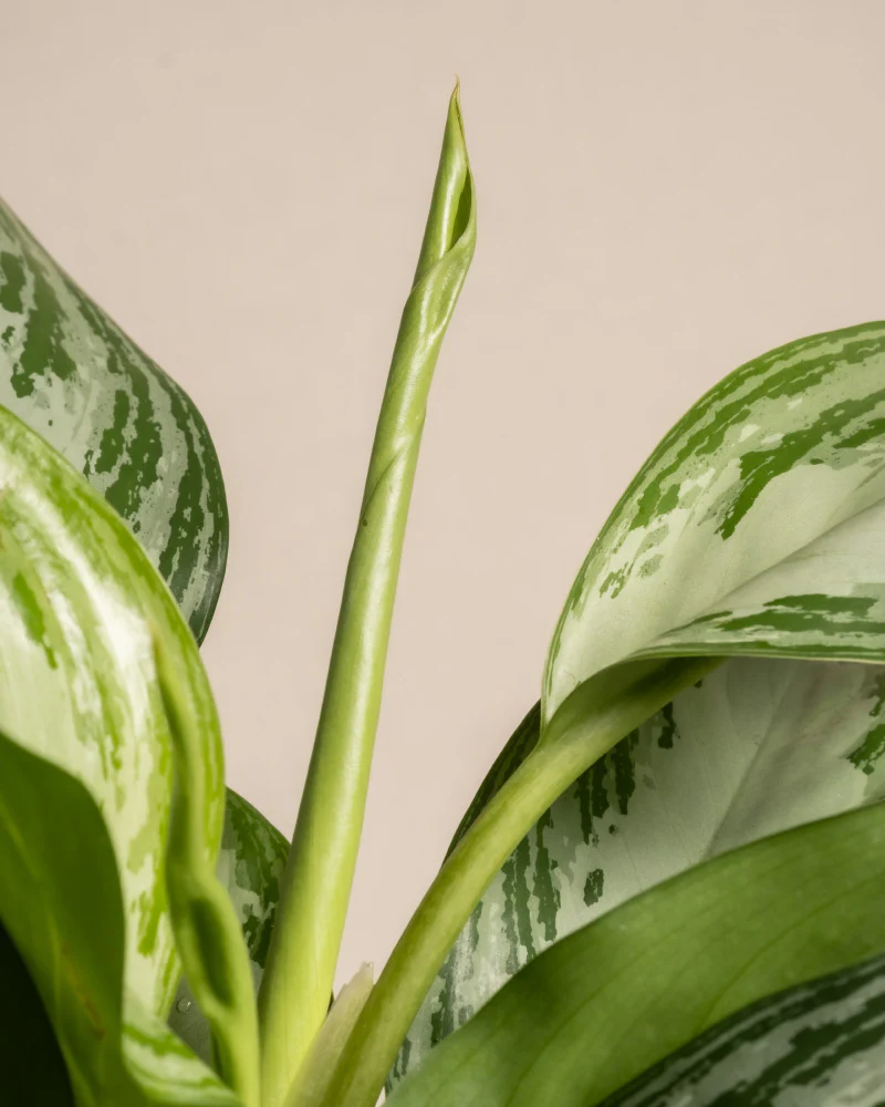 Aglaonema Silver Bay - Image 9