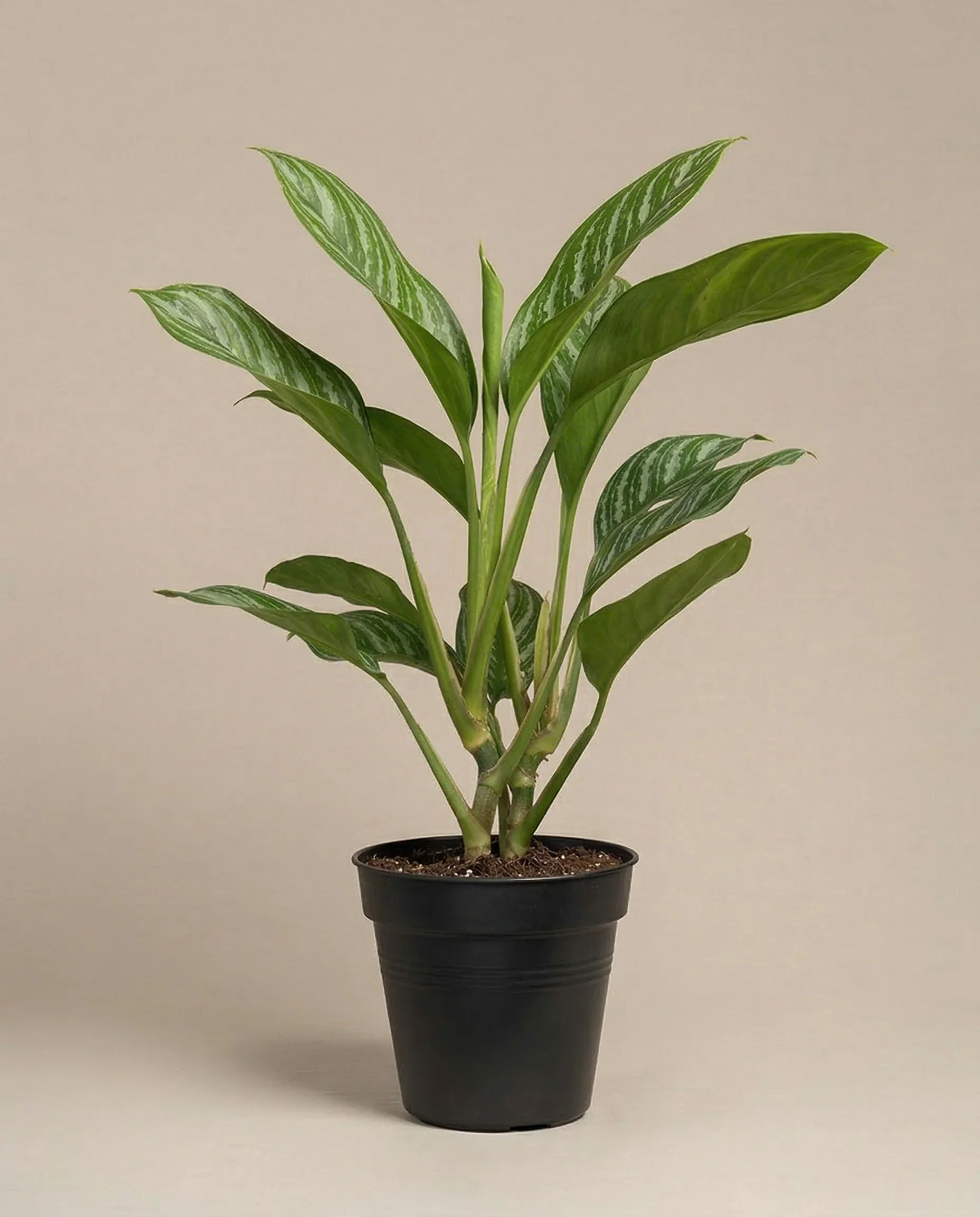 Aglaonema Stripes - Image 3