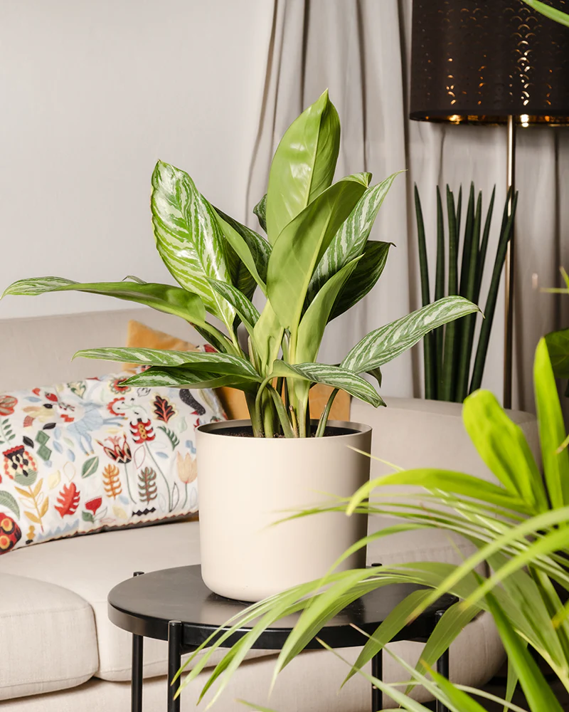 Aglaonema Stripes - Image 4
