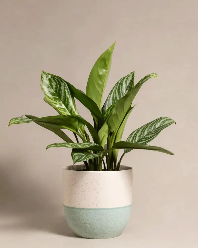 Aglaonema Stripes - Image 5