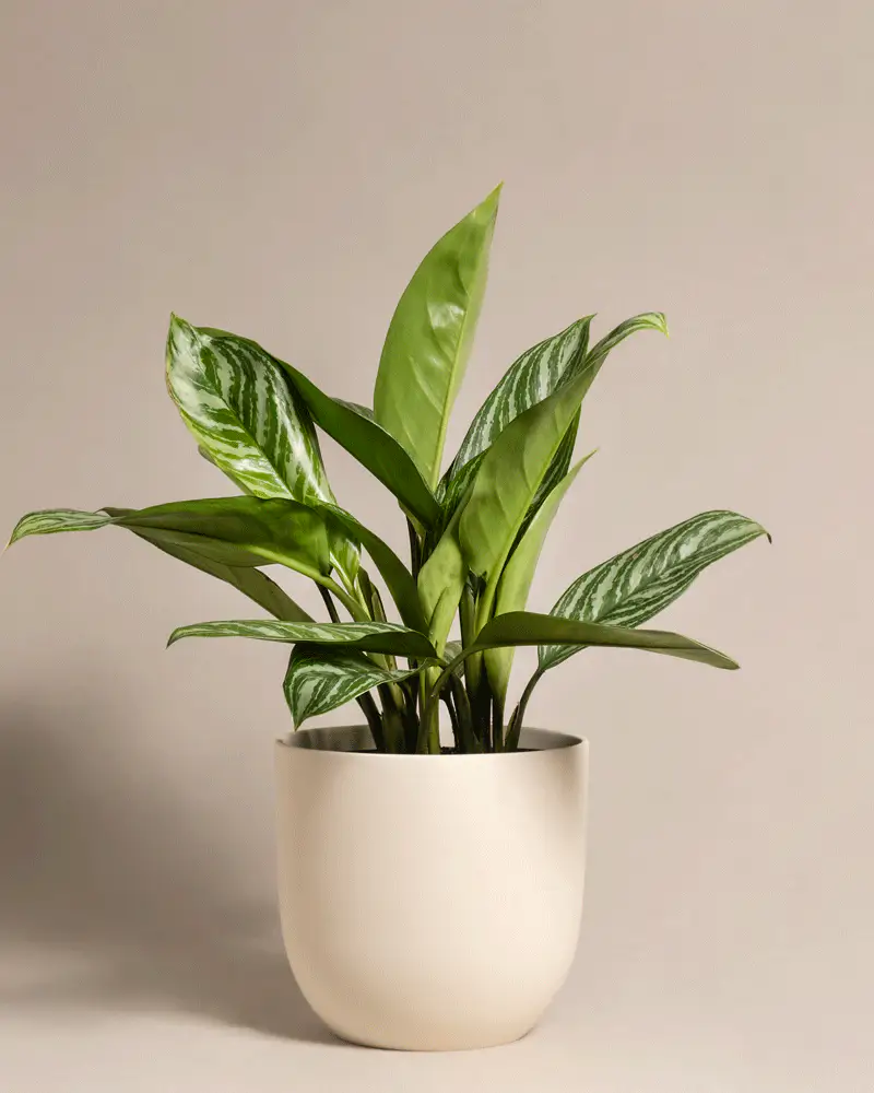Aglaonema Stripes - Image 6