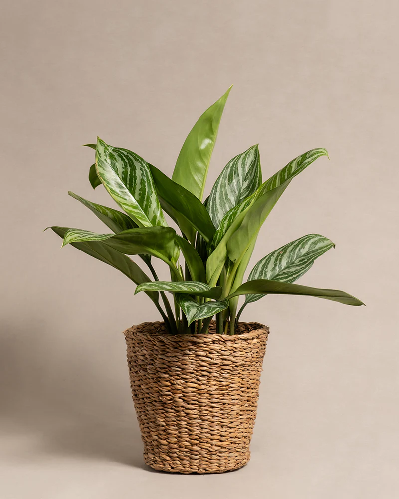Aglaonema Stripes - Image 7