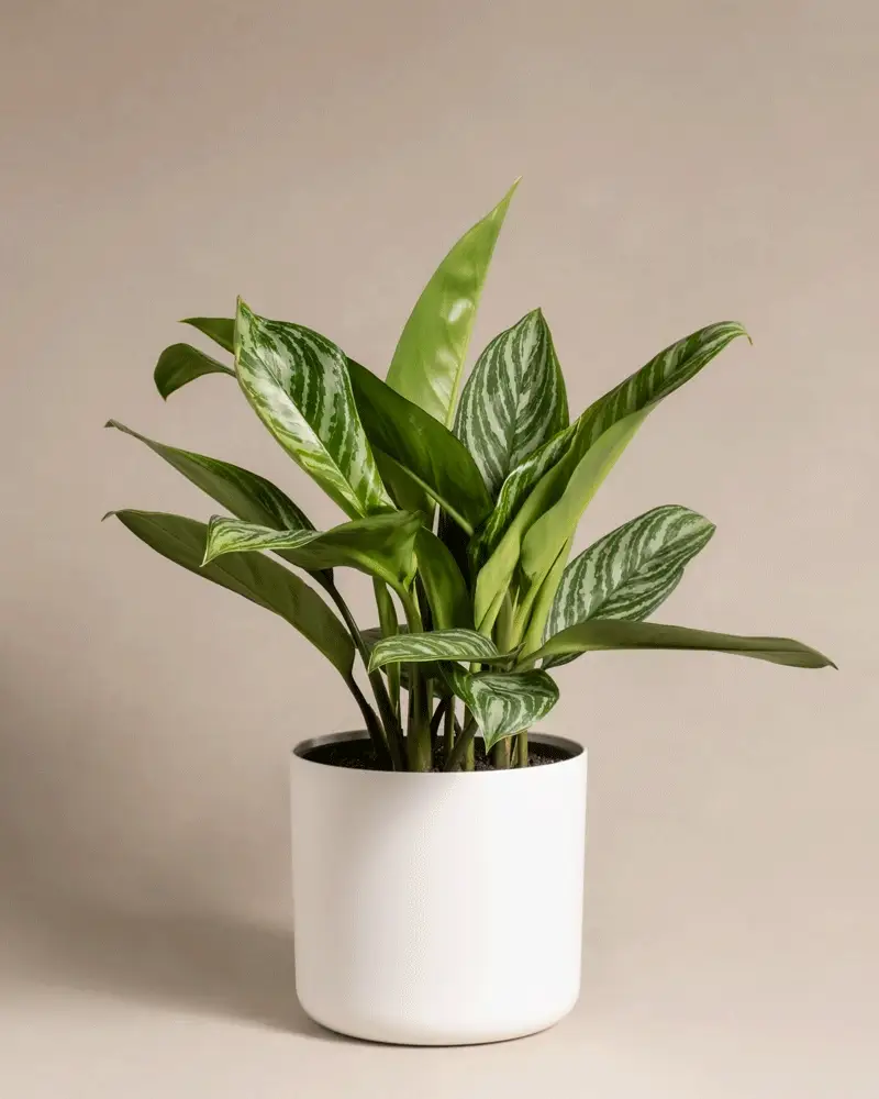 Aglaonema Stripes - Image 8