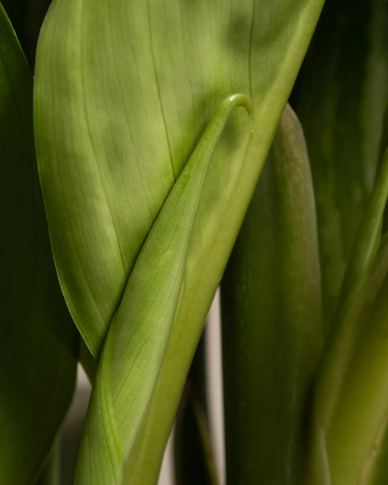 Aglaonema Stripes - Image 9