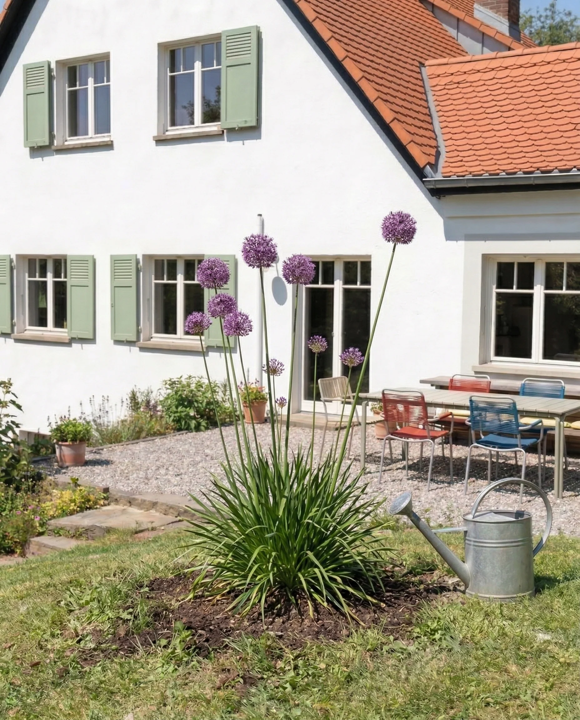 Allium (lila) - Image 2