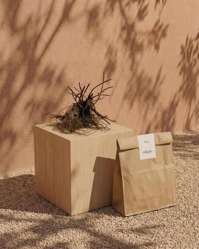 Allium (lila) - Image 3