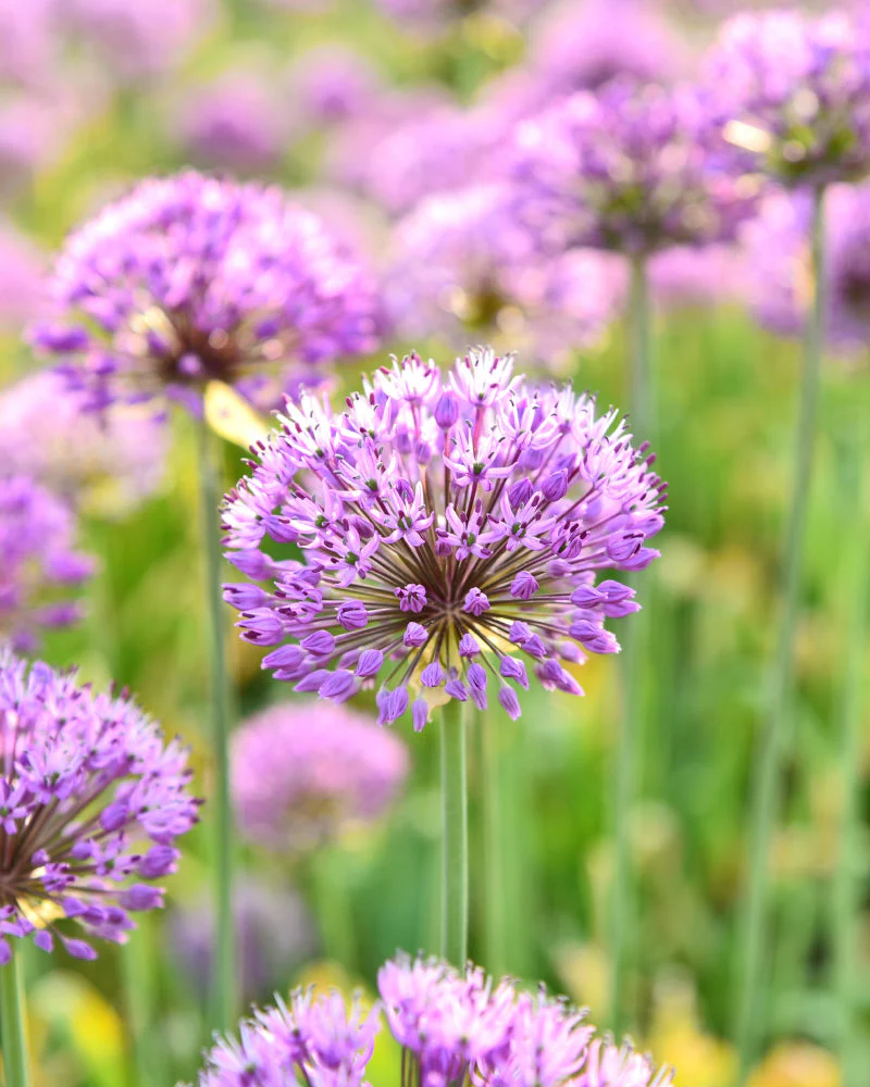 Allium (lila) - Image 4
