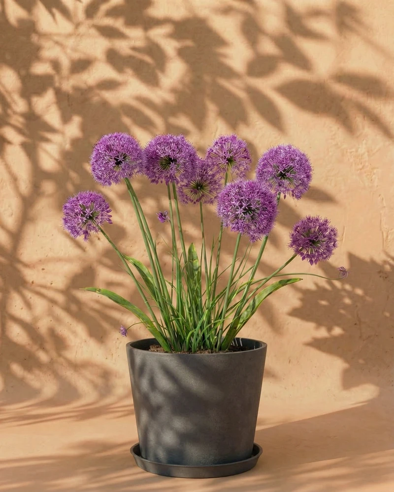 Allium (lila) - Image 6