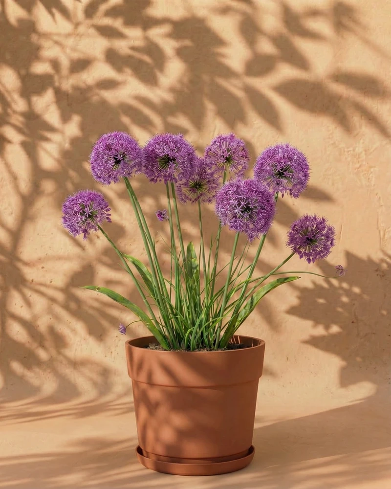 Allium (lila) - Image 7