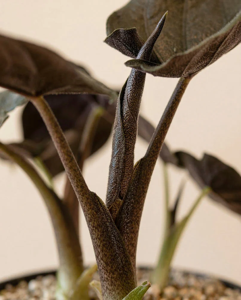 Alocasia 'Antoro Velvet' • feey - Image 10