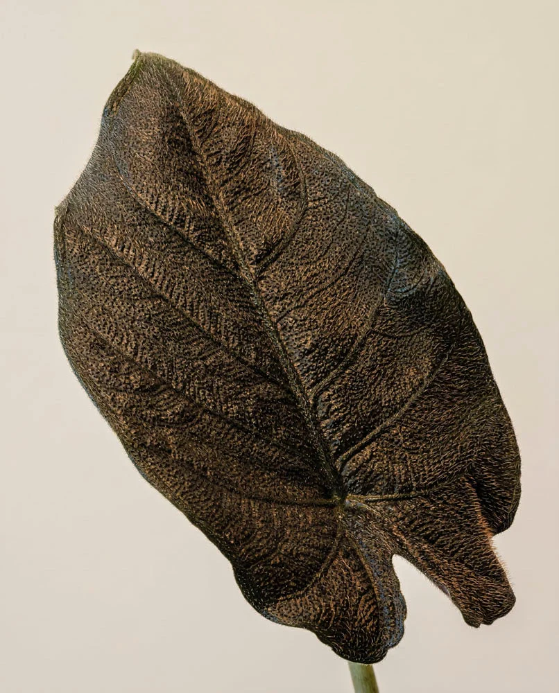 Alocasia 'Antoro Velvet' • feey - Image 11