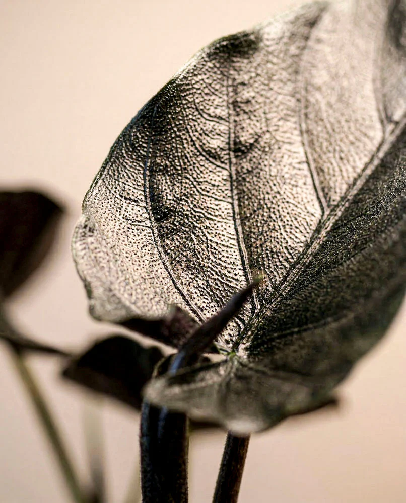 Alocasia 'Antoro Velvet' • feey - Image 12