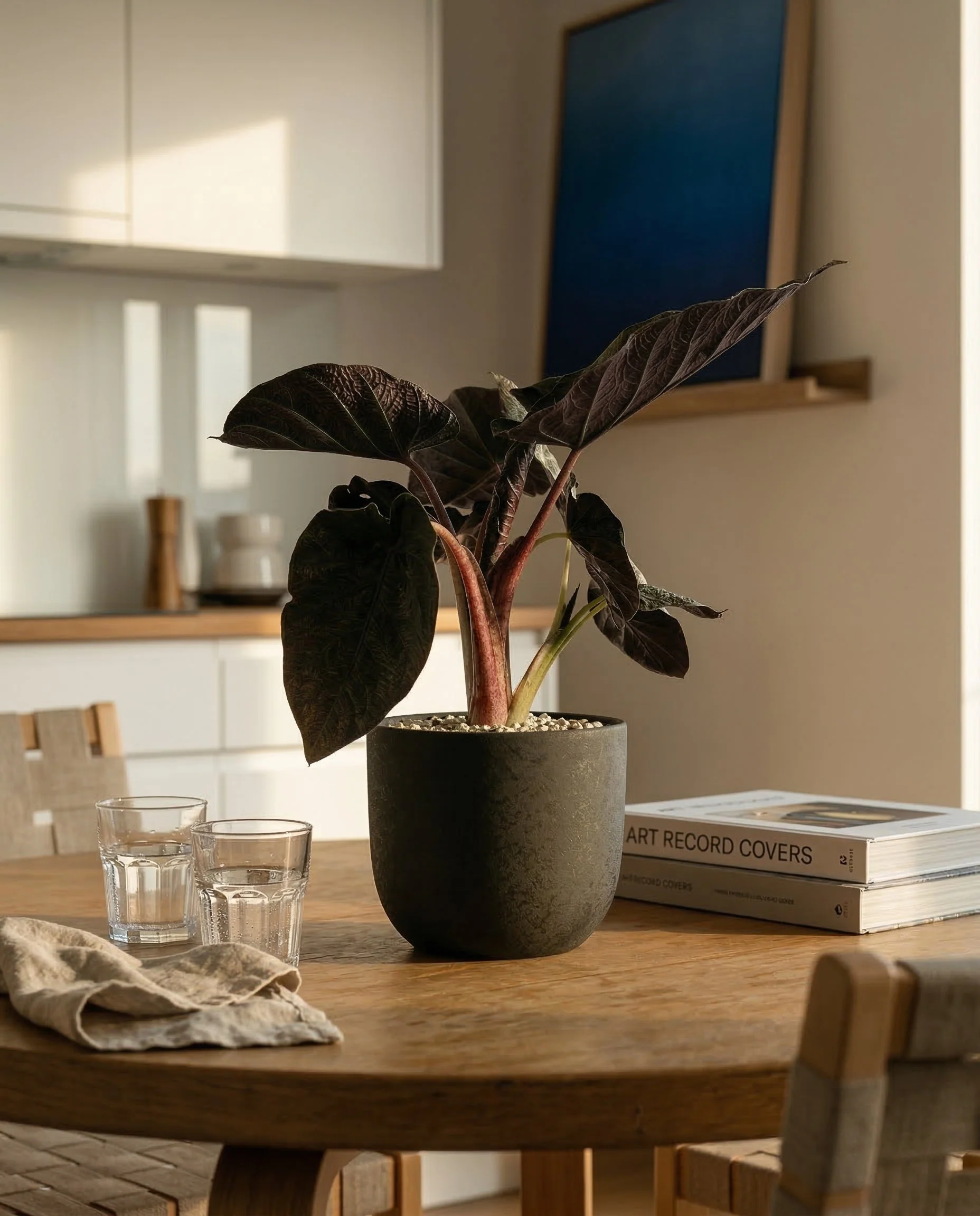 Alocasia 'Antoro Velvet' • feey - Image 13