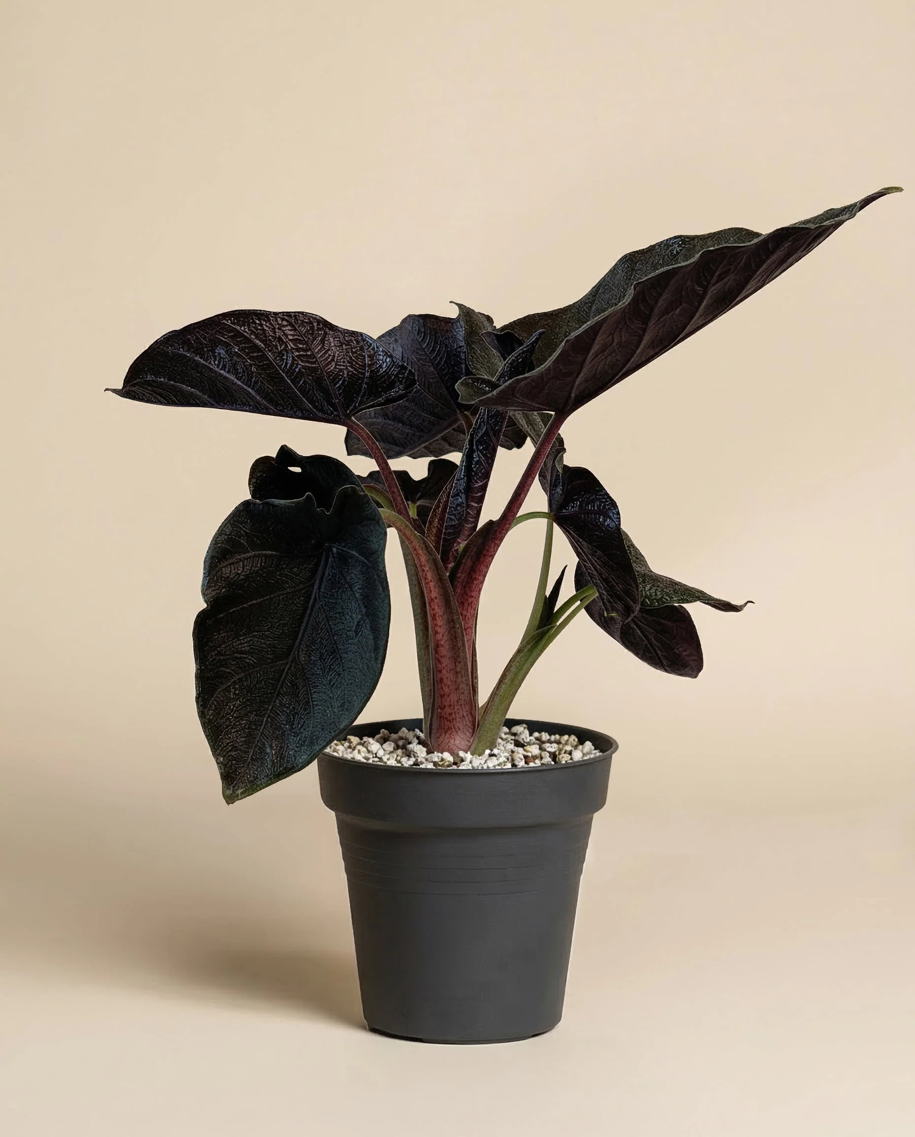 Alocasia 'Antoro Velvet' • feey - Image 3