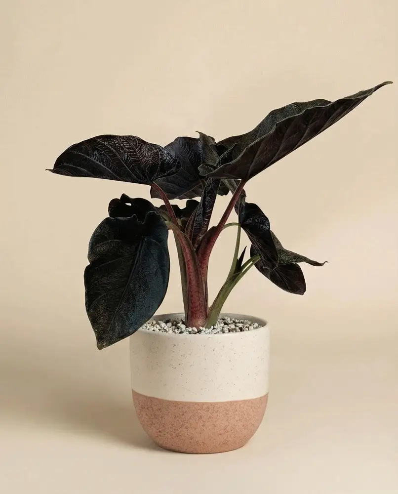 Alocasia 'Antoro Velvet' • feey - Image 4
