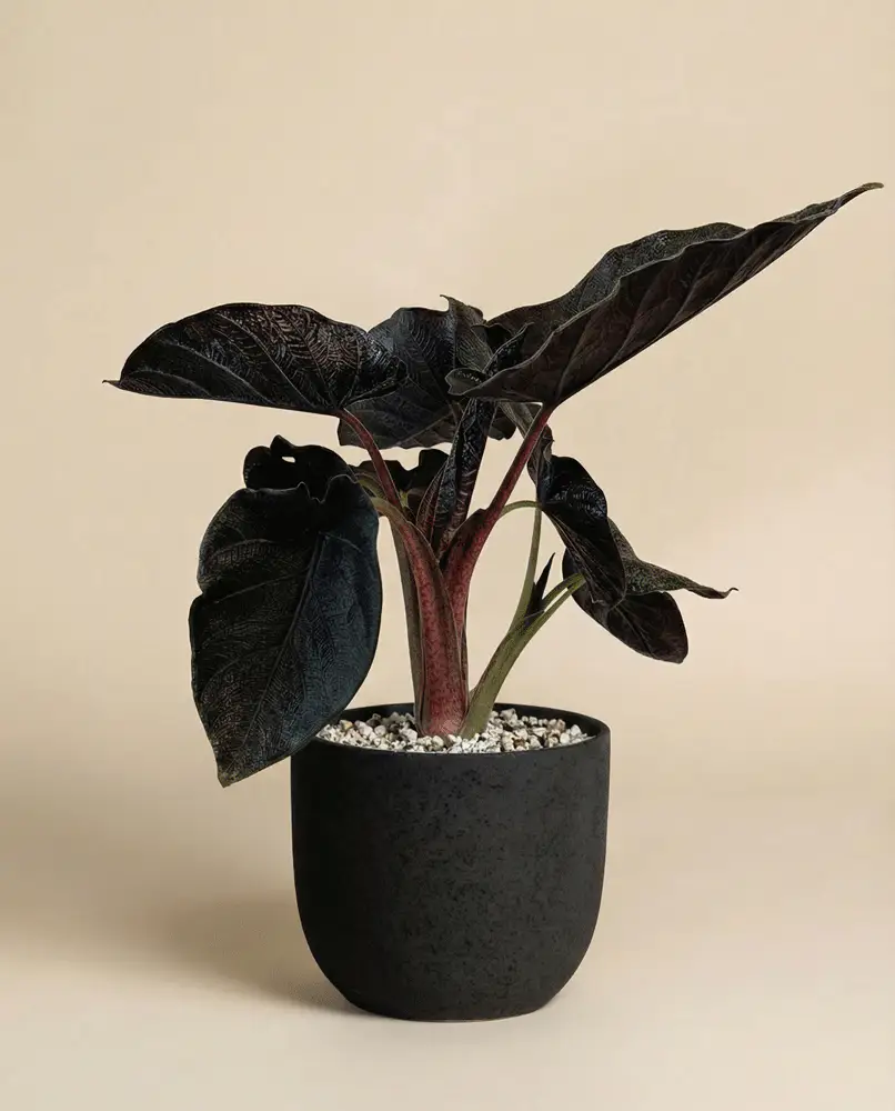 Alocasia 'Antoro Velvet' • feey - Image 5