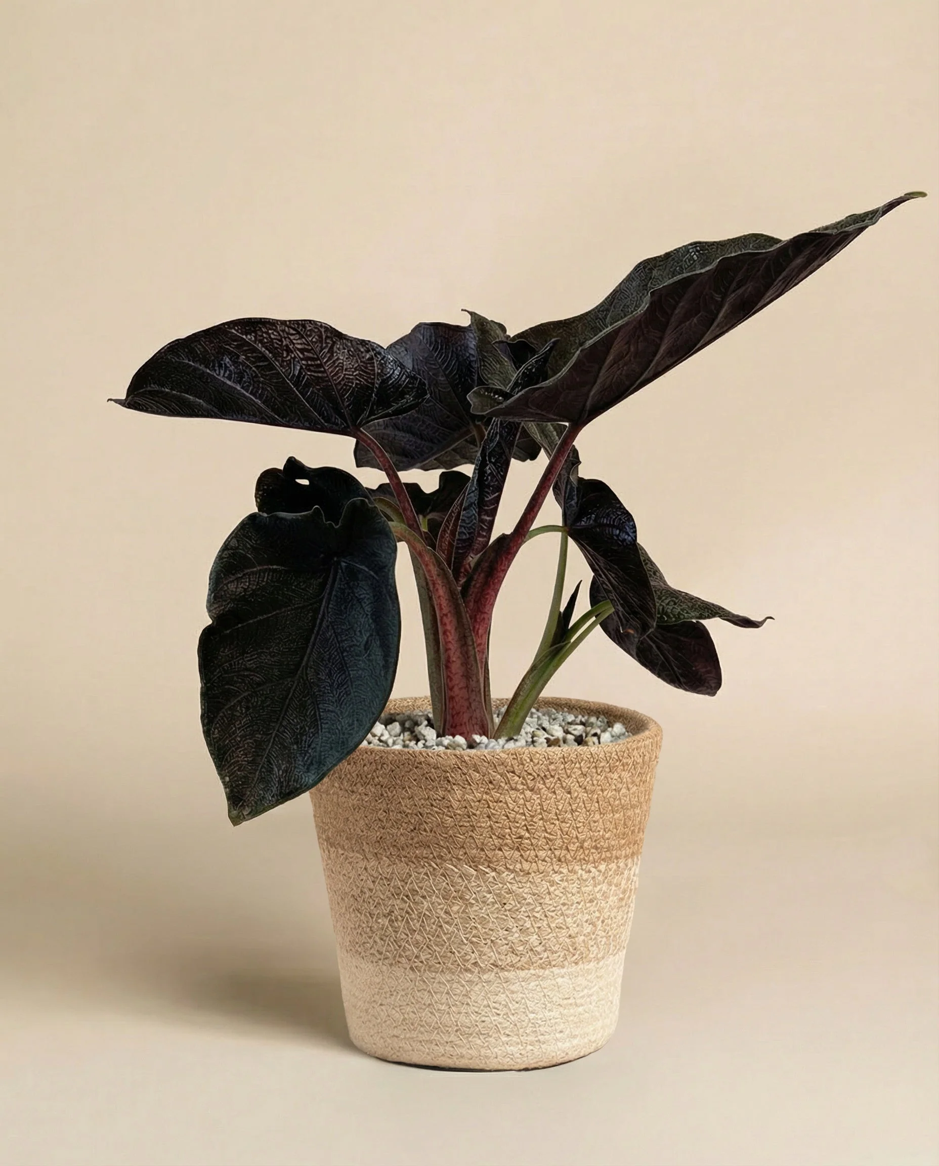 Alocasia 'Antoro Velvet' • feey - Image 6
