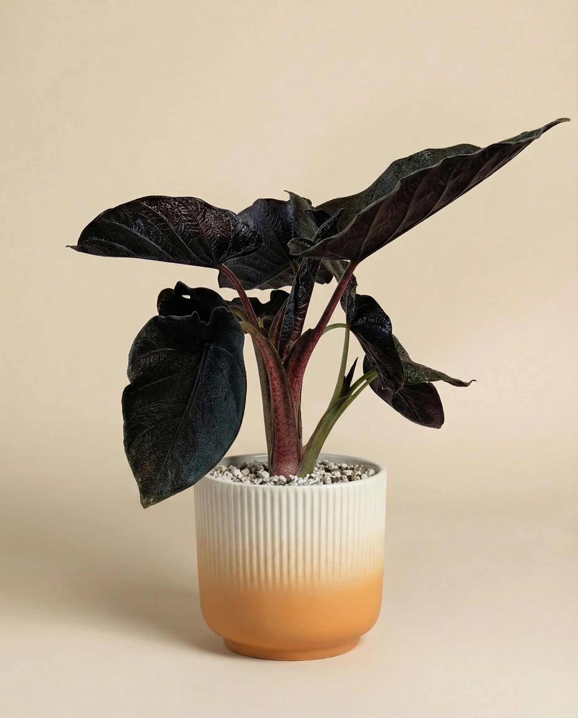 Alocasia 'Antoro Velvet' • feey - Image 7