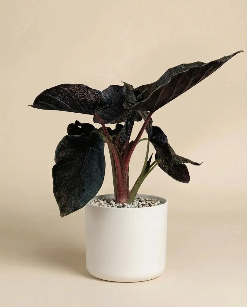 Alocasia 'Antoro Velvet' • feey - Image 8