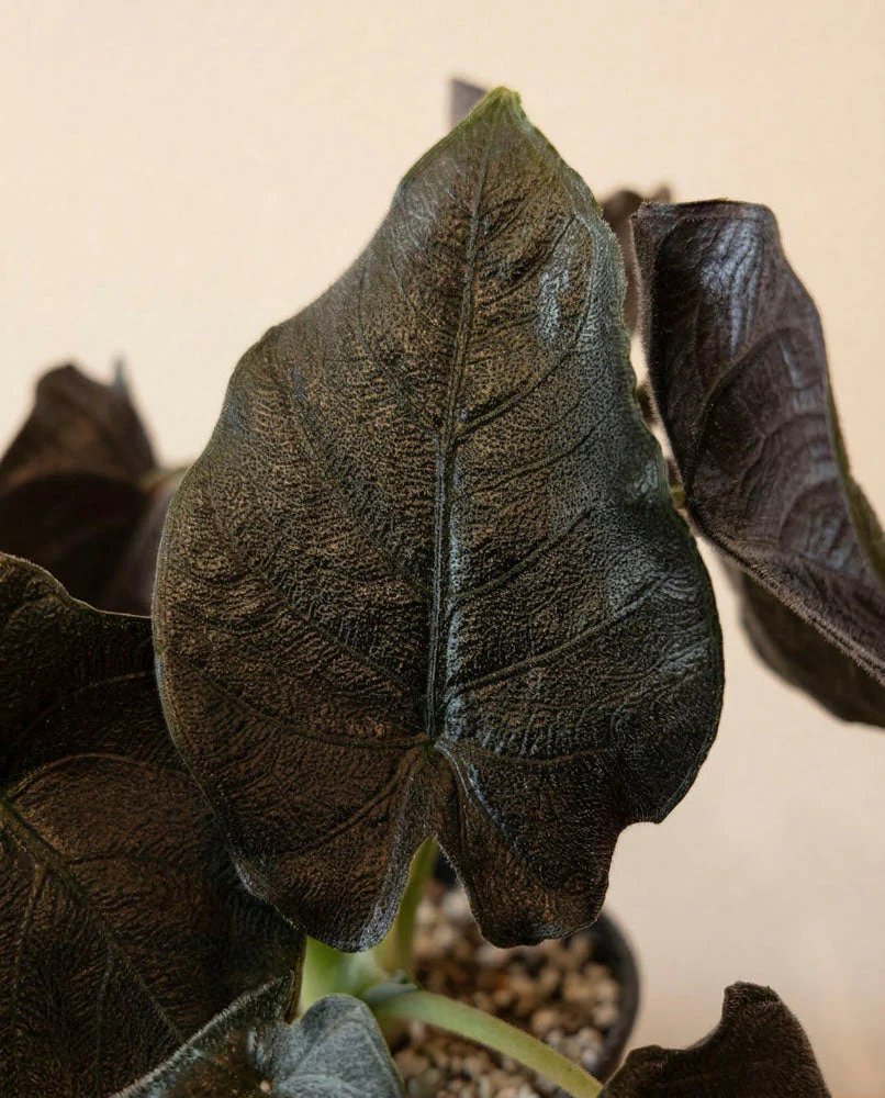 Alocasia 'Antoro Velvet' • feey - Image 9