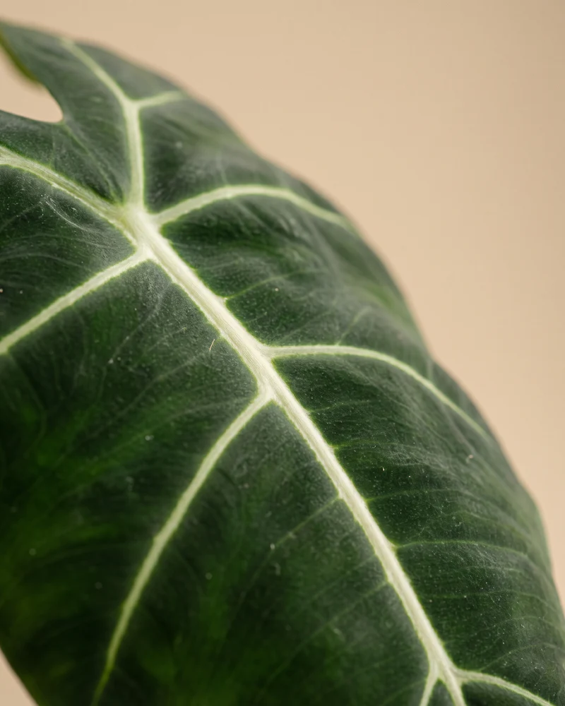Alocasia 'Frydek' • feey - Image 10