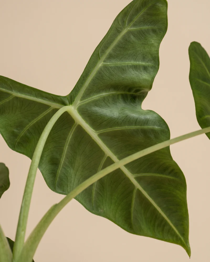 Alocasia 'Frydek' • feey - Image 11