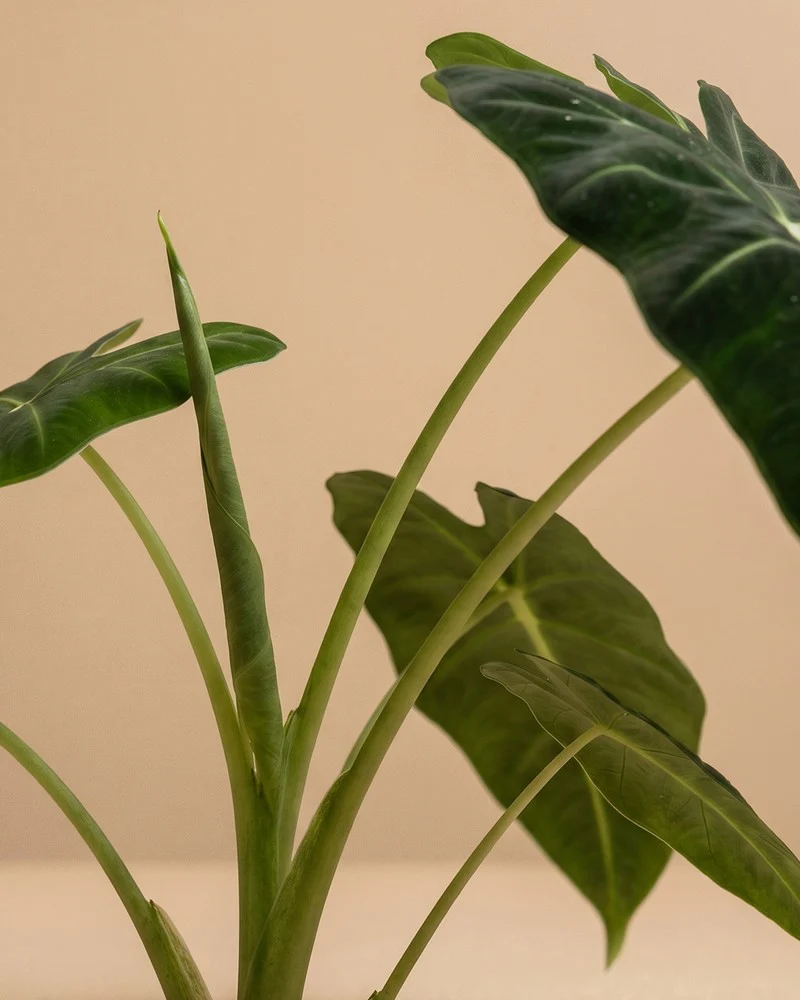 Alocasia 'Frydek' • feey - Image 12