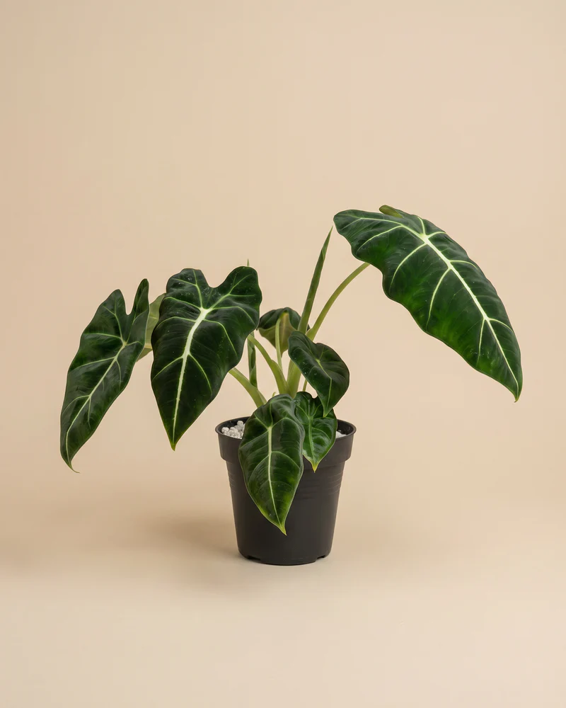 Alocasia 'Frydek' • feey - Image 3