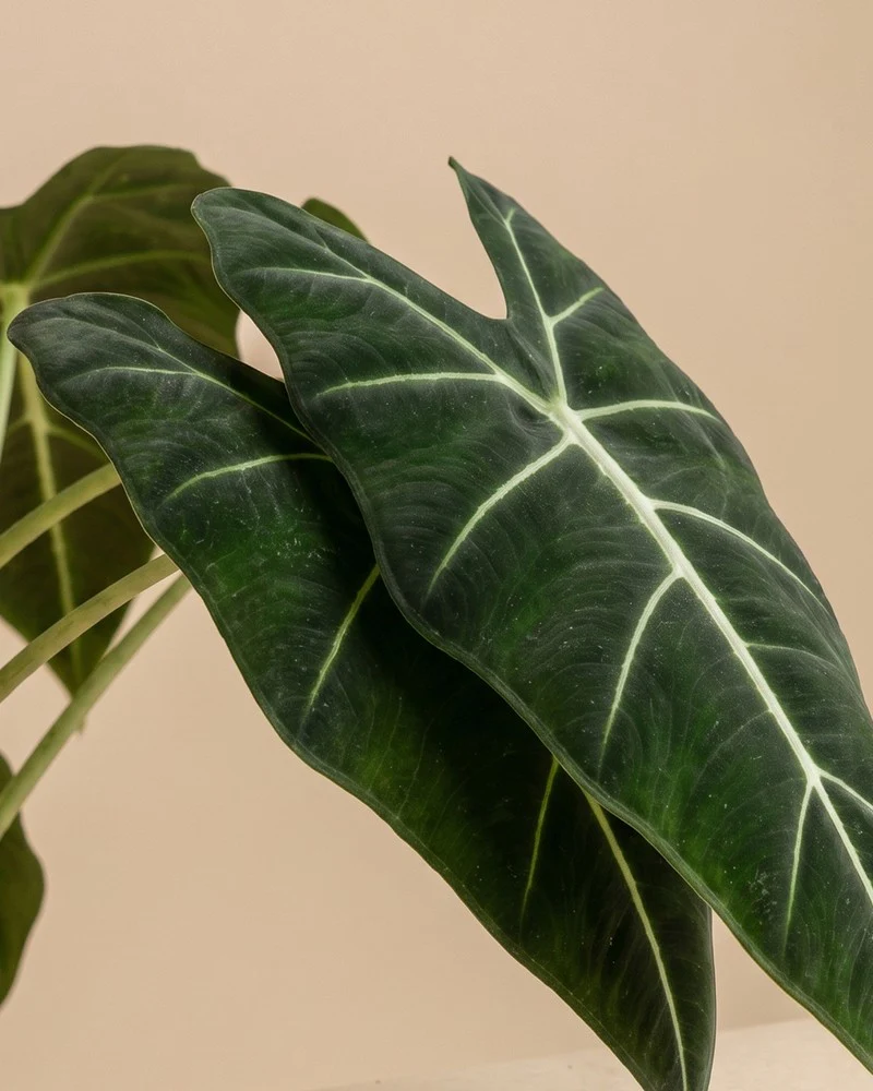 Alocasia 'Frydek' • feey - Image 4