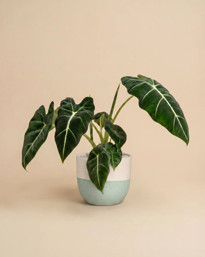Alocasia 'Frydek' • feey - Image 5