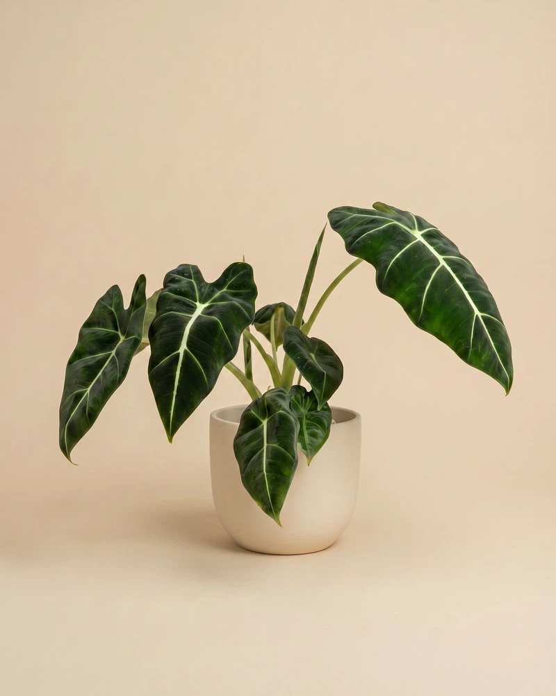 Alocasia 'Frydek' • feey - Image 6
