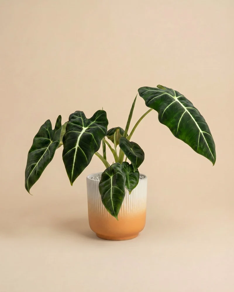 Alocasia 'Frydek' • feey - Image 7