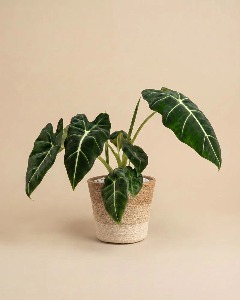 Alocasia 'Frydek' • feey - Image 8