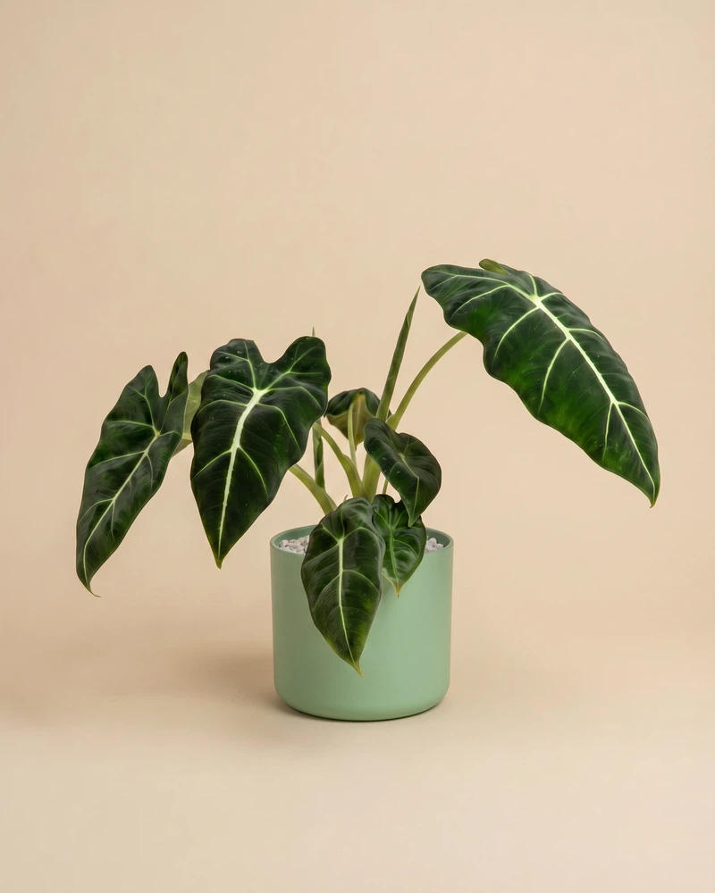 Alocasia 'Frydek' • feey - Image 9
