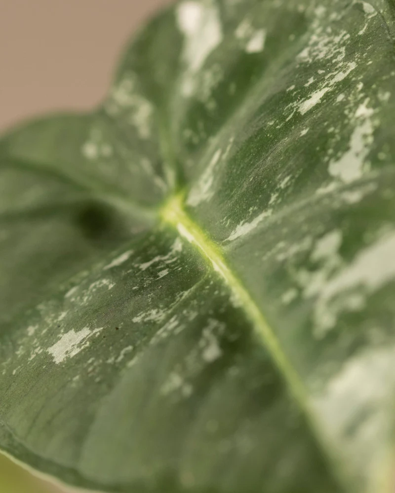 Alocasia micholitziana frydek variegata - Image 10