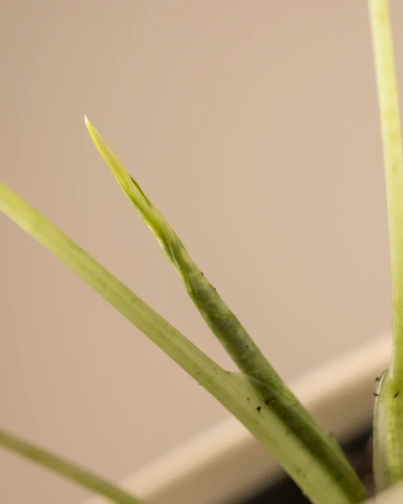 Alocasia micholitziana frydek variegata - Image 11